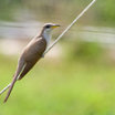 Yellow-billed Cuckoo